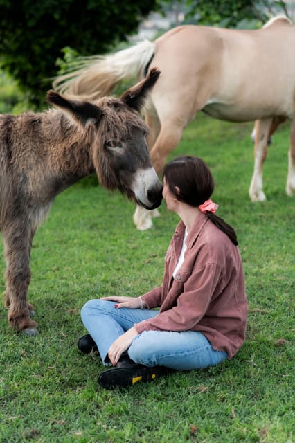 Experiential activity with horses: an experience in connection - What the other animals add