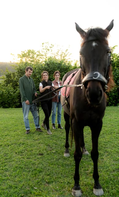 Experiential activity with horses: an experience in connection - What the price means at $33