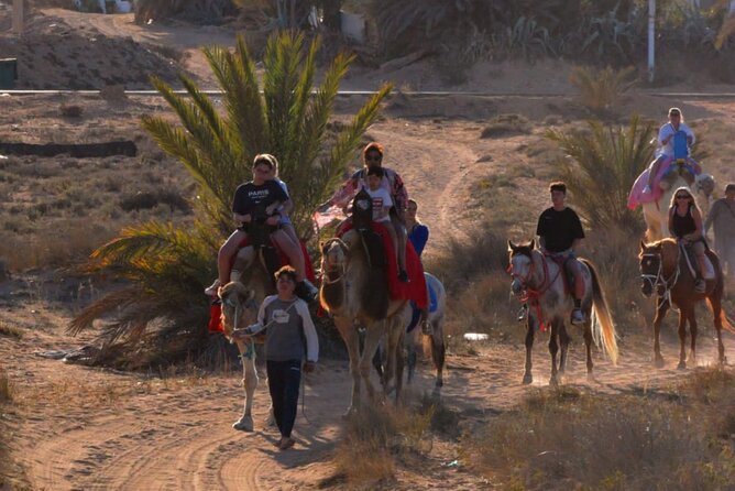 Explore Djerba by camel and horse - Is $42.97 a fair price?