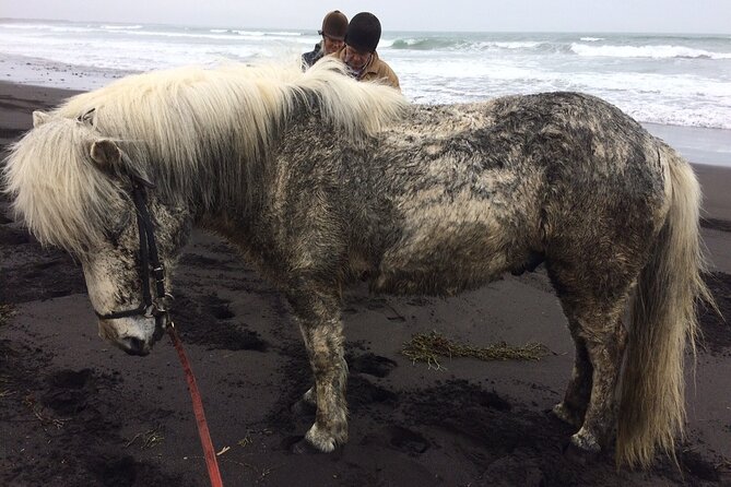 Family Horse Riding Tour in Thorlakshofn - The real value of the $180 price