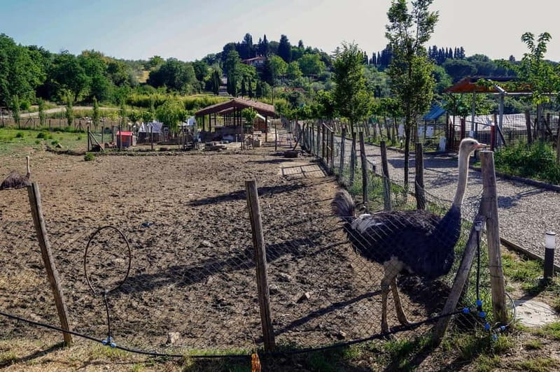 Florence: Private Horseback Ride with Tuscan Lunch or Dinner - Key points at a glance