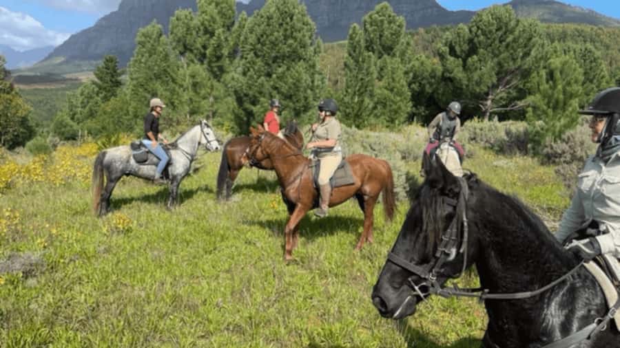 Franschhoek: Half Day Horse Trail and Wine Tasting - Choosing between a quiet walk and a faster canter
