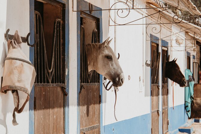From Albufeira: Half-Day Hidden Gems & Horse Riding Tour - What the ride through the nature reserve is like