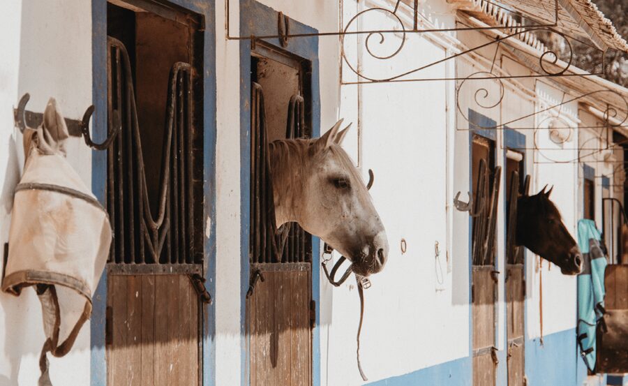 From Albufeira: Horse Riding Tour with Pickup - The first section of the ride
