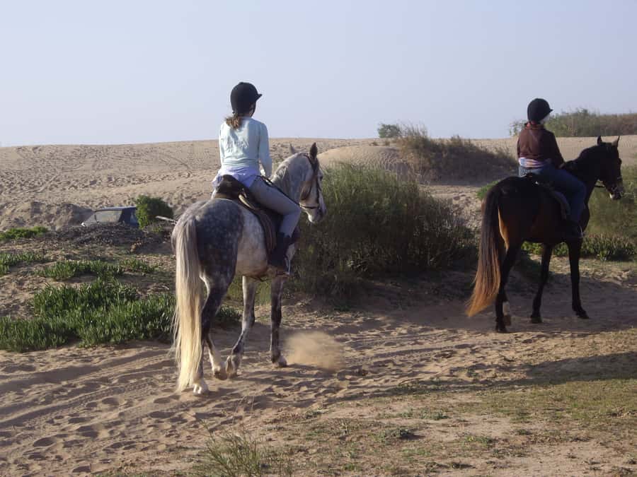 From Essaouira: 1-Hour Horse Ride - Returning through dunes and forest