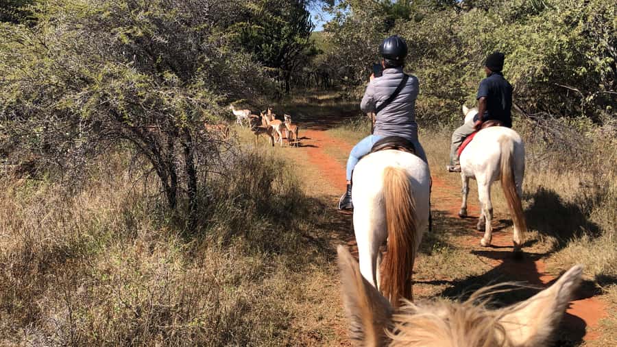 From Johannesburg: Horse-Riding Safari and Cable Car Tour - A horse safari with a quieter rhythm