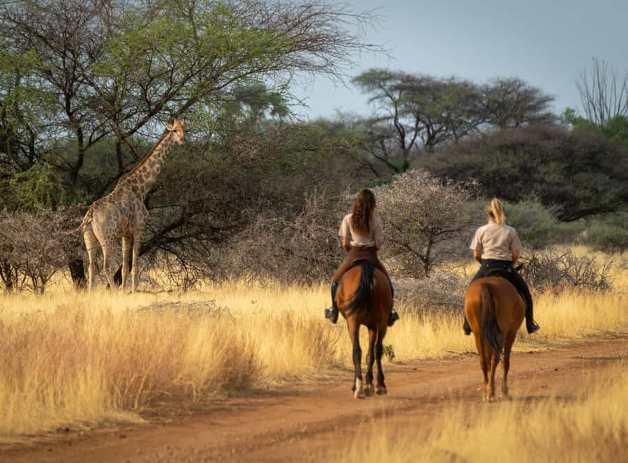 From Johannesburg: Horse-Riding Safari and Cable Car Tour - What you need to know before mounting up