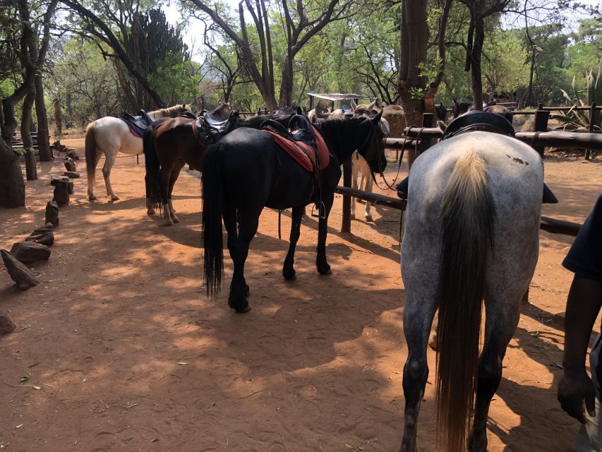From Johannesburg: Horse-Riding Safari and Cable Car Tour - The five-minute transfer to the cableway