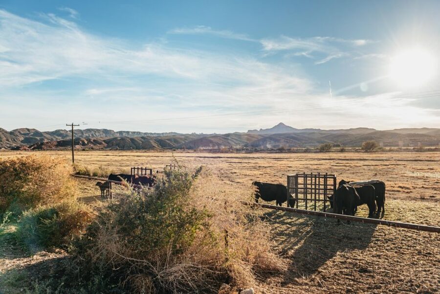 From Las Vegas: Desert Sunset Horseback Ride with BBQ Dinner - Should you book this sunset horseback ride?
