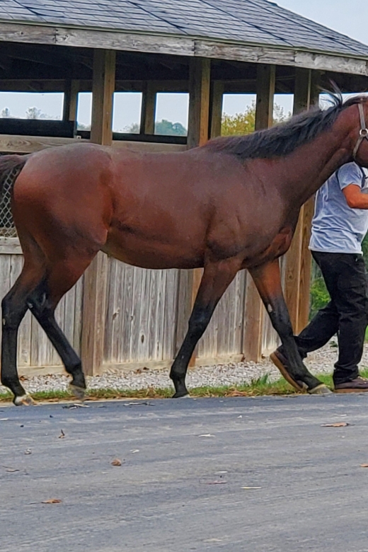 From Lexington: Kentucky Horse Farms Tour - Practical tips for a better visit