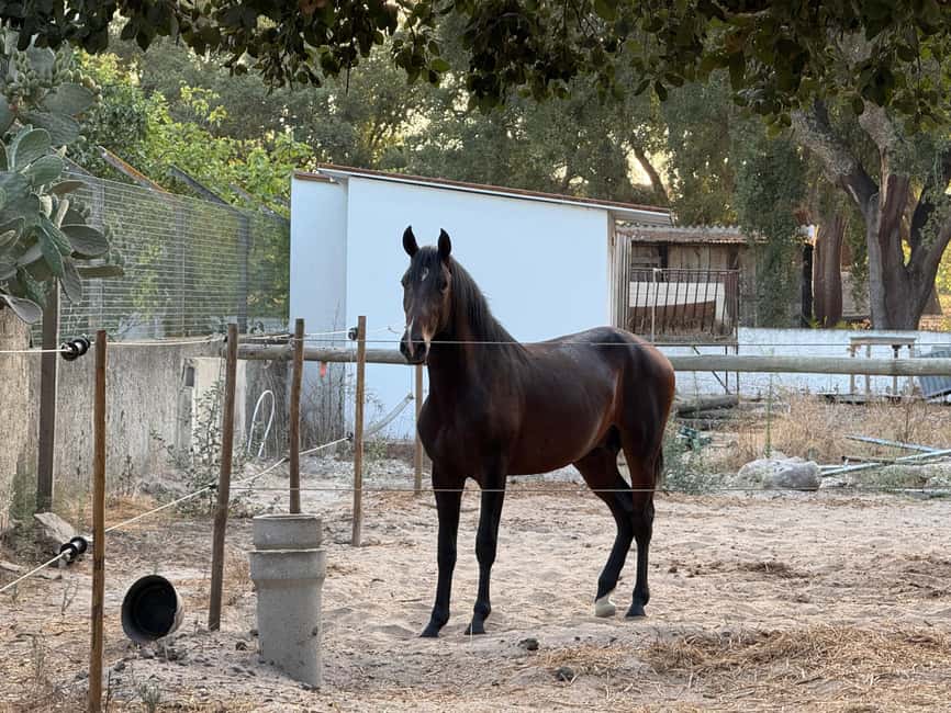 From Lisbon: Amazing Horseback Ride, Tasting, Estates, and Cristo Rei - Who Will Enjoy This Route Most