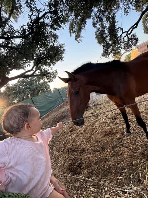 From Lisbon: Amazing Horseback Ride, Tasting, Estates, and Cristo Rei - Practical Tips Before You Book