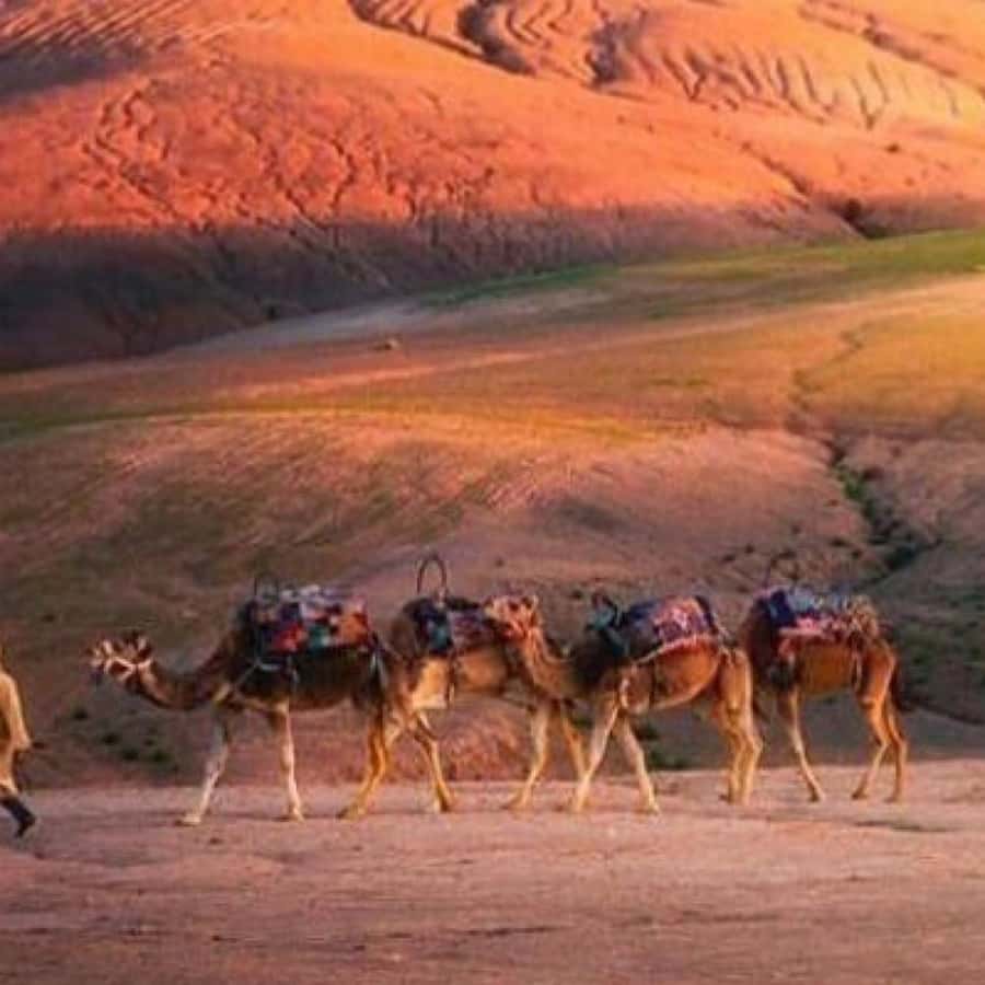 From Marrakech: Agafay Desert Horse ride with sunset - Should You Book This Ride?