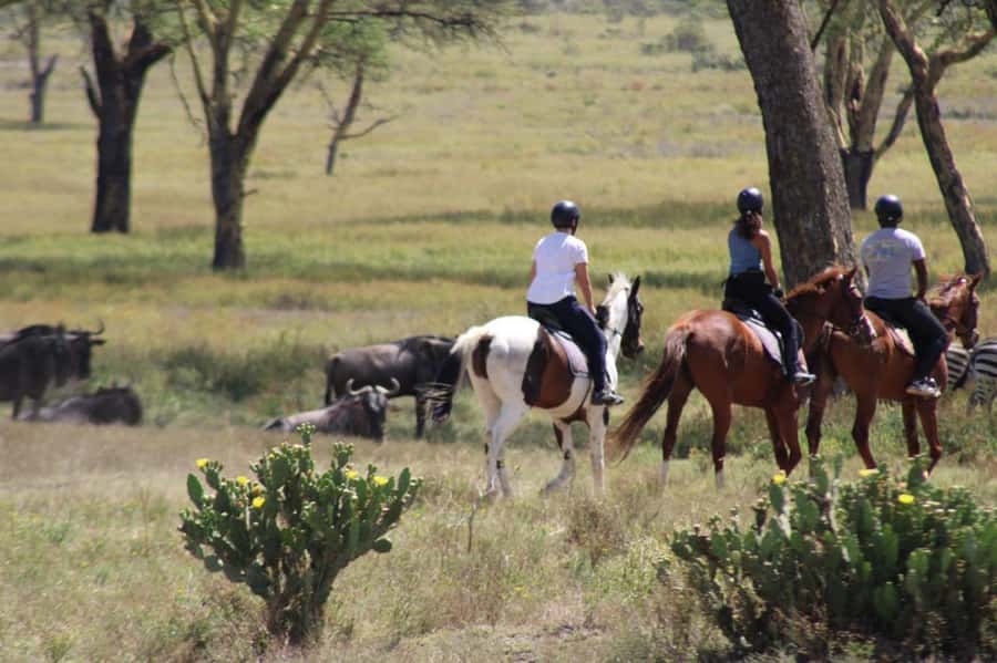From Nairobi: Horseback Wildlife Safari with Transfer & Meal - Key points at a glance