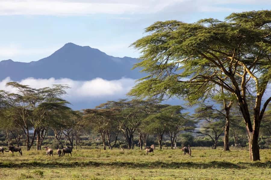 From Nairobi: Horseback Wildlife Safari with Transfer & Meal - A horseback safari instead of a vehicle safari