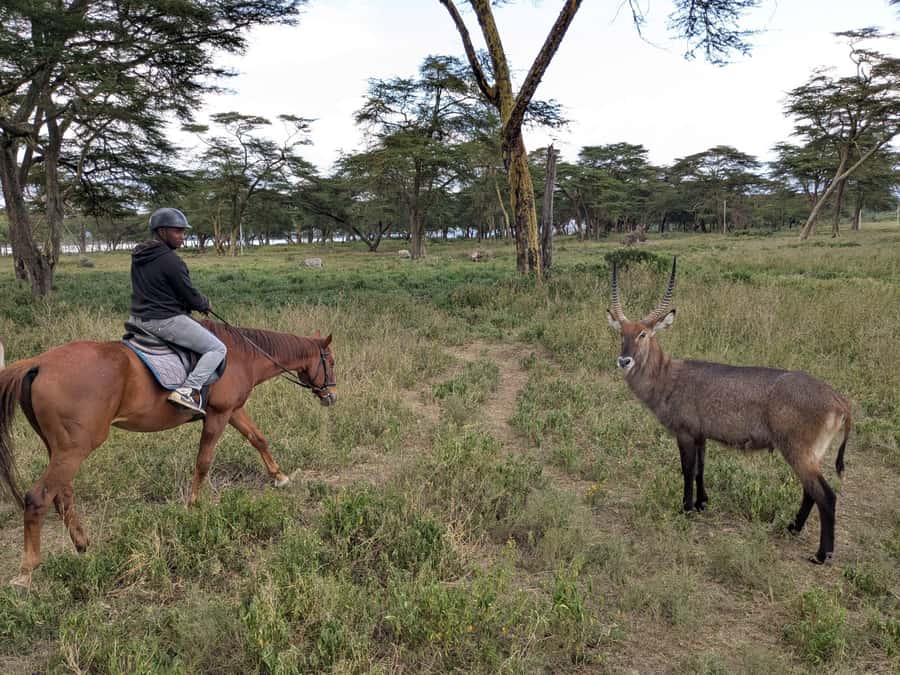 From Nairobi: Horseback Wildlife Safari with Transfer & Meal - One quiet hour, or perhaps two
