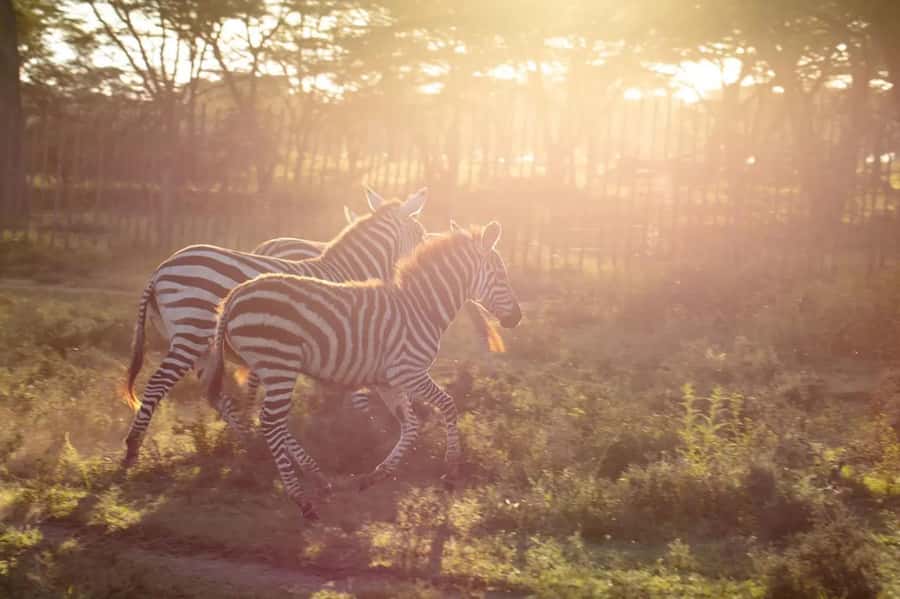 From Nairobi: Horseback Wildlife Safari with Transfer & Meal - Is $235 a fair price?