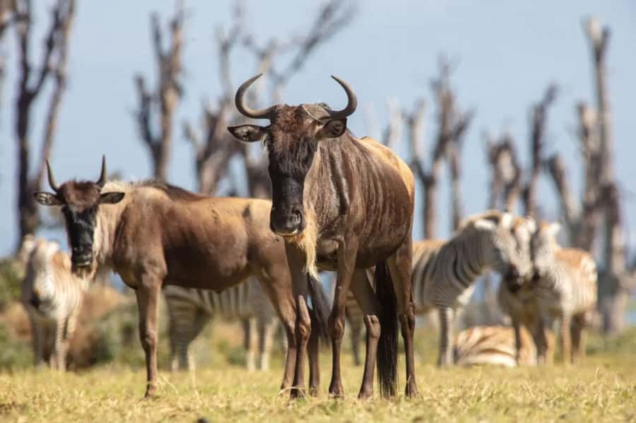 From Nairobi: Horseback Wildlife Safari with Transfer & Meal - Who will enjoy this outing most