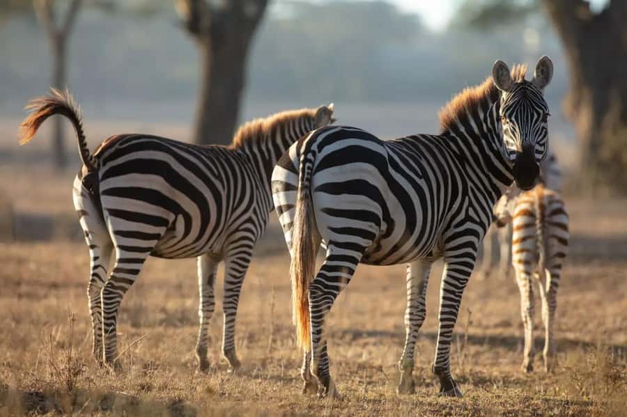 From Nairobi: Horseback Wildlife Safari with Transfer & Meal - Practical choices before you book