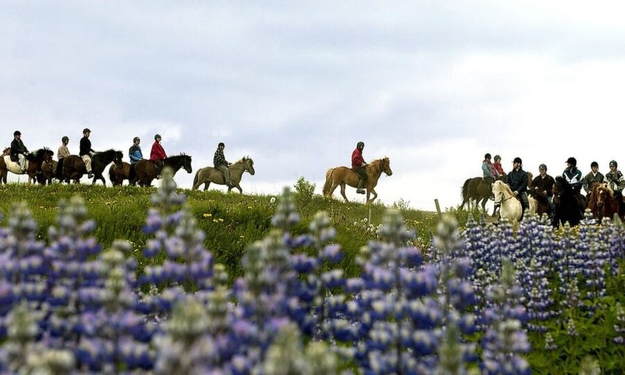 From Reykjavík: Full-day Golden Circle & Horse Riding Tour - Who should book this day?