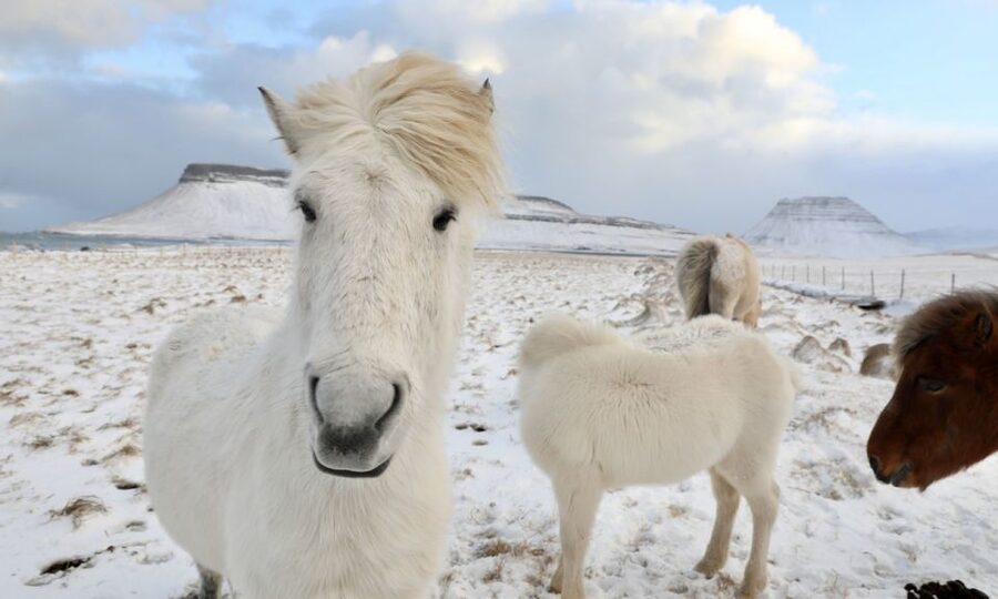 From Reykjavík: Full-day Golden Circle & Horse Riding Tour - Meeting the small, sturdy Icelandic horse