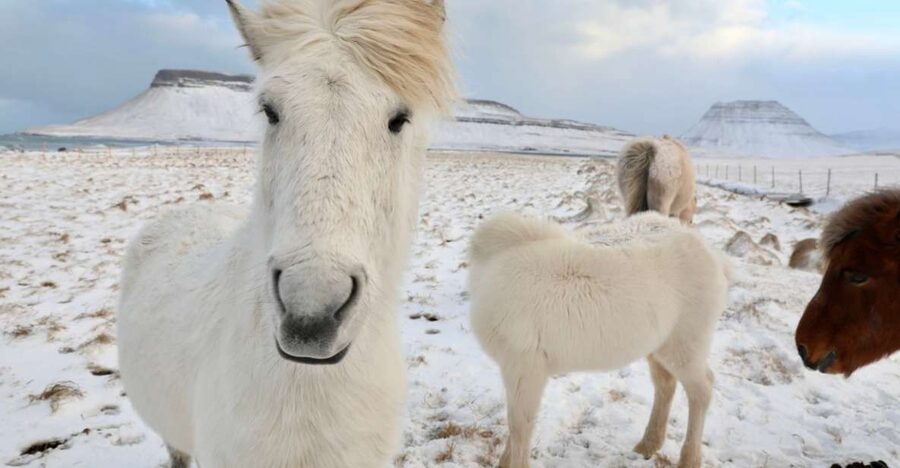 From Reykjavík: Full-day Golden Circle & Horse Riding Tour - Thingvellir, where geology and history meet