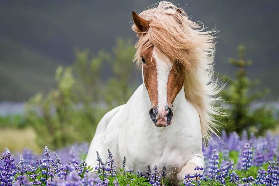 From Reykjavik: Full-Day Horse Riding & Golden Circle Tour - A simple lunch, then a change of pace