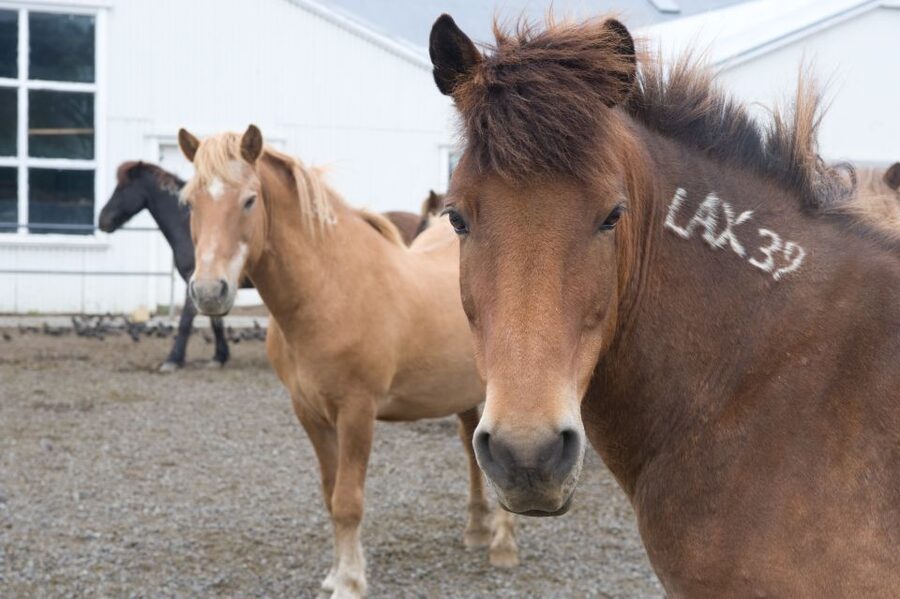 From Reykjavik: Full-Day Horse Riding & Golden Circle Tour - Is $258 a fair price?