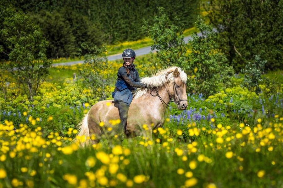 From Reykjavik: Full-Day Horse Riding & Golden Circle Tour - The morning at Laxnes Horse Farm