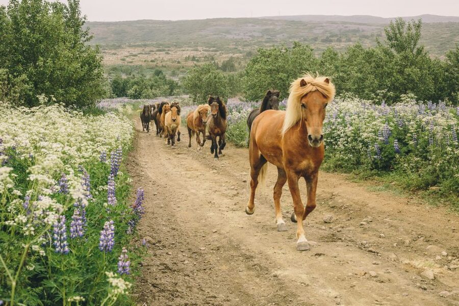 From Reykjavík: Viking Horseback Tour in Hafnarfjörður - Why this ride feels different from a standard Iceland excursion