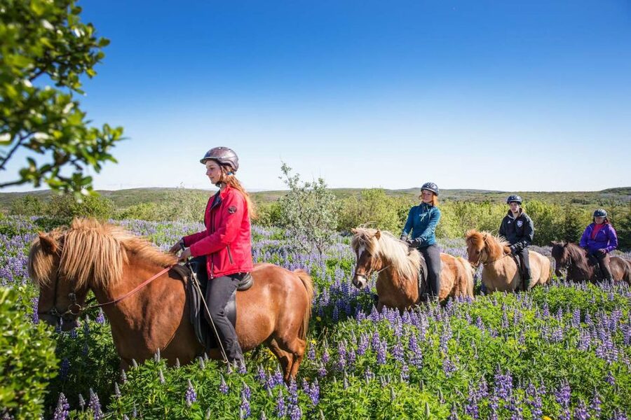 From Reykjavík: Viking Horseback Tour in Hafnarfjörður - From Reykjavík to Íshestar Stables near Hafnarfjörður