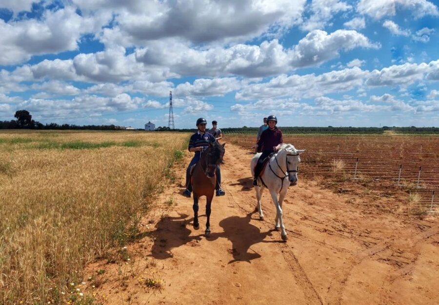 From Seville: Andalusian Horseback Ride - Meeting the Pure Spanish Horse