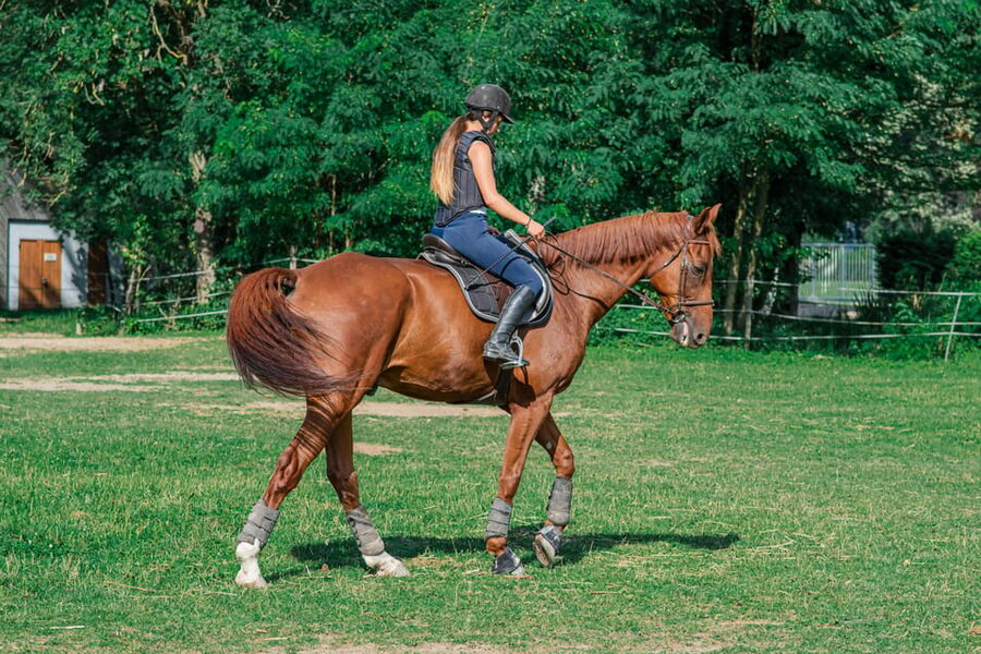 From Seville: Andalusian Horseback Ride - What the horse care tells you about the ranch