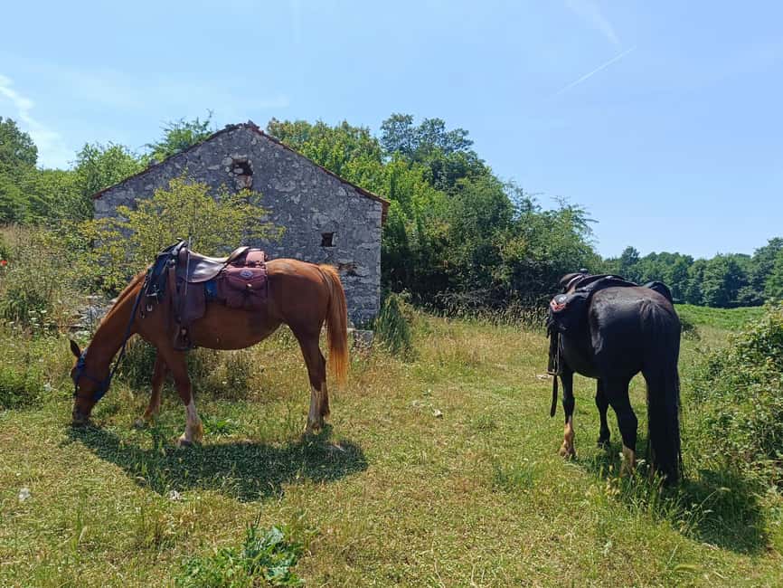 Gargano National Park: a horseback ride - Meeting the Horses at Gio Horses