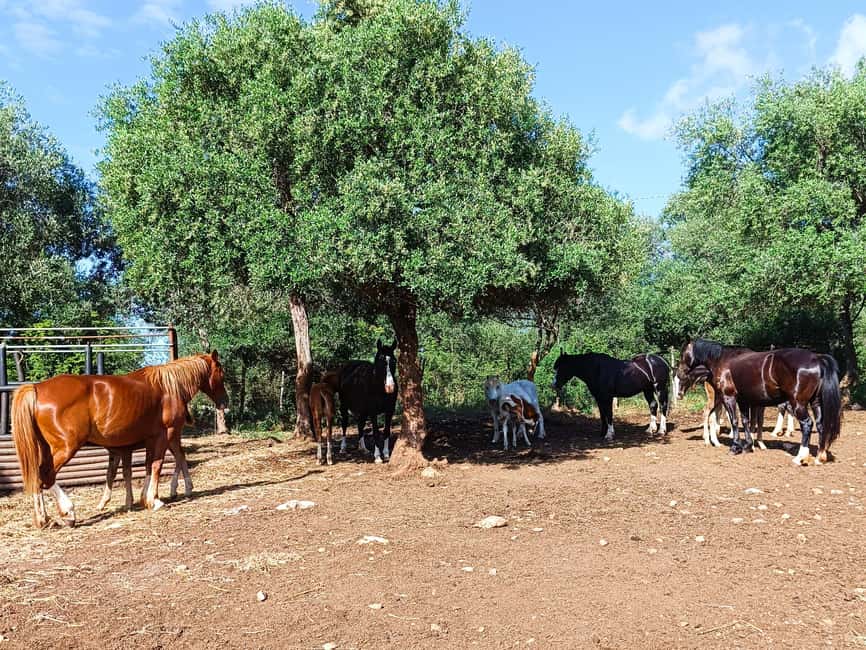 Gargano National Park: a horseback ride - Why the Small Group Matters