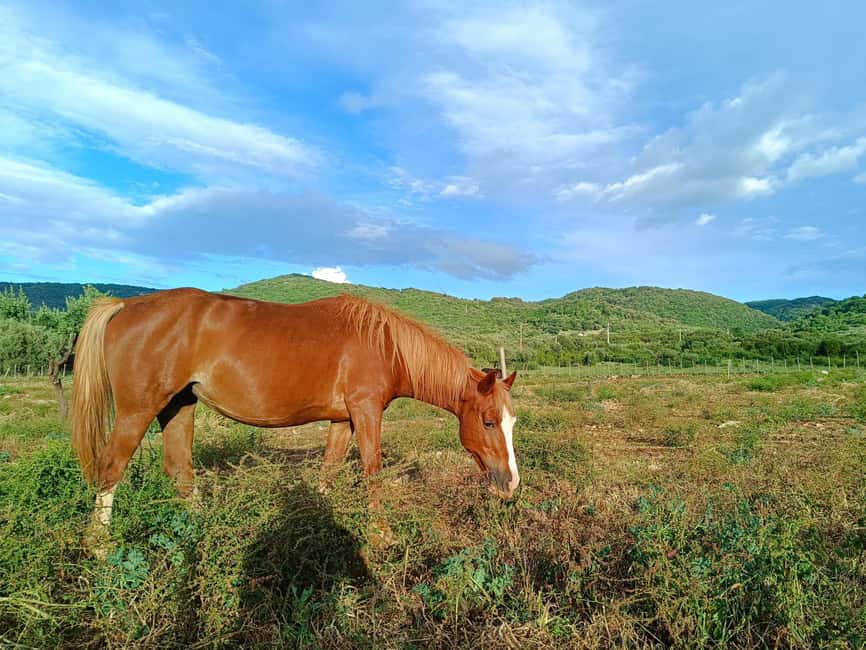 Gargano National Park: a horseback ride - Who Will Enjoy This Ride Most?