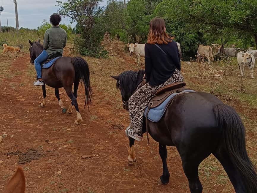 Gargano National Park: a horseback ride - Should You Book the Gargano Horseback Ride?