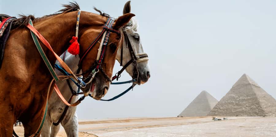 Giza: Arabian Horse Tour Around the Giza Pyramids - The Serious Animal Welfare Question