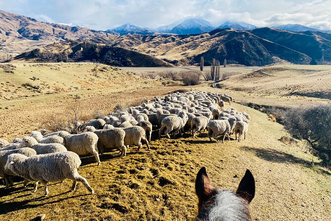 Gold Discovery Trail Horse Trek Cardrona - Most popular! - Gold-rush stories and local farming tales