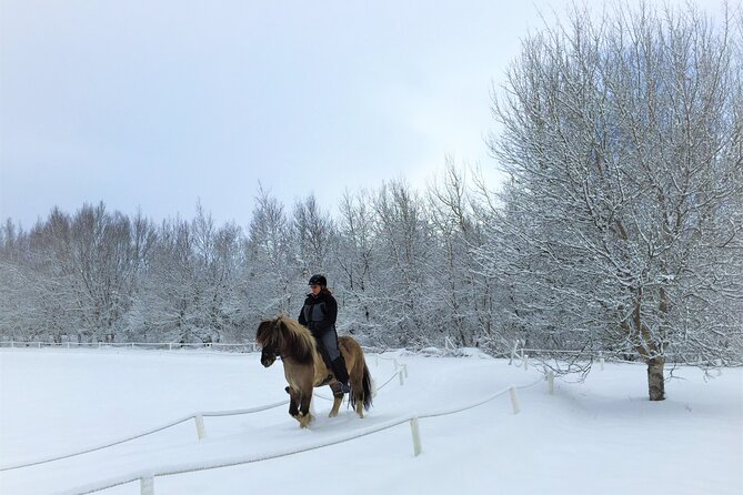 Golden Circle, Fridheimar Farm & Horses Small Group Tour from Reykjavik - Why the tomato farm changes the usual Golden Circle day