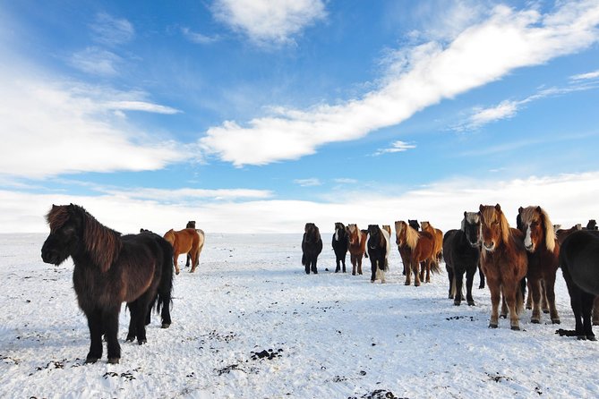 Golden Circle & Viking Horse Experience - What the bus setup means for your day
