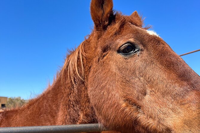 Grand Canyon ATV Tour + Horseback Riding Tour - Who will enjoy this most