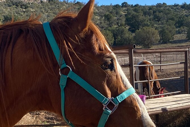 Grand Canyon ATV Tour + Horseback Riding Tour - My practical booking advice
