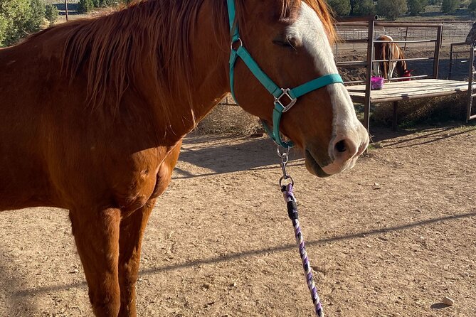 Grand Canyon Horseback Tour - Riding through Arizona’s Joshua tree country