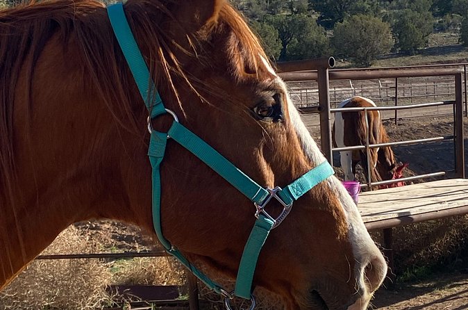 Grand Canyon Horseback Tour - Helmets, clothing, and practical limits
