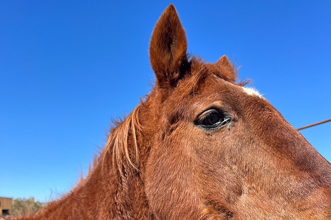 Grand Canyon Horseback Tour - What the four-hour Arizona portion means