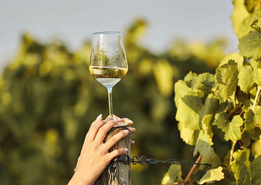 Grimaud: Horseback Riding & Wine Tasting in Maures Forest - The Maures Forest and its wine-growing country