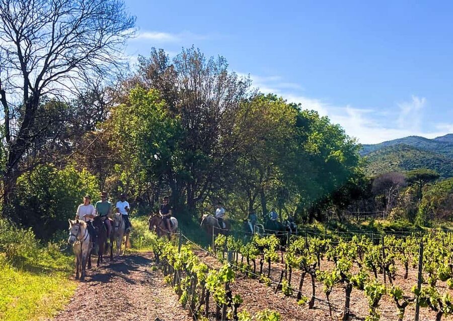 Grimaud: Horseback Riding & Wine Tasting in Maures Forest - What the one-hour ride is really like