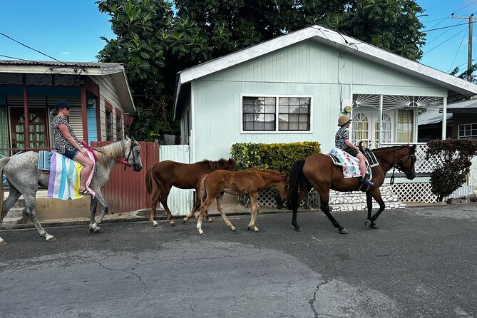 Gros Islet Village Horseback Riding run with Dore's riding Stable - Swimming Bareback With the Horses