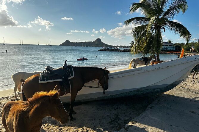 Gros Islet Village Horseback Riding run with Dore's riding Stable - Returning to Cap Estate